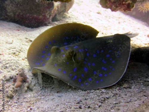 Blue spotted sting ray of the red sea