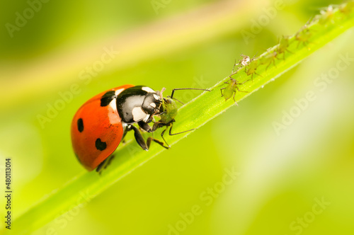 The ladybug eats aphids