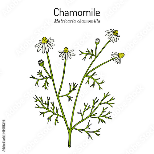 Chamomile or camomile Matricaria chamomilla , medicinal plant