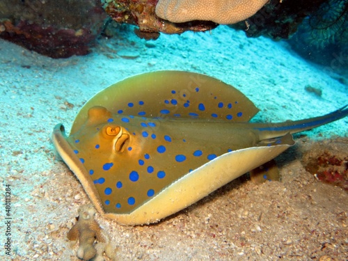 Blue spotted sting ray of the red sea