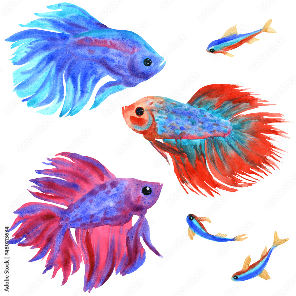 Fototapeta premium Fighting fish set on white. Betta splendens and neons. Watercolor illustration