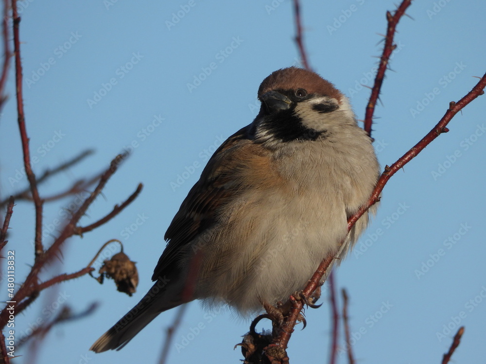 Obraz premium The Eurasian tree sparrow (Passer montanus) - sits on a bush, close-up photo.