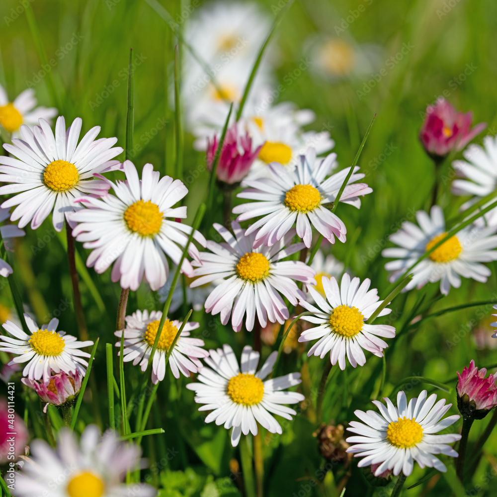 Fototapeta premium Gänseblümchen, Bellis perennis, in einer Nahaufnahme