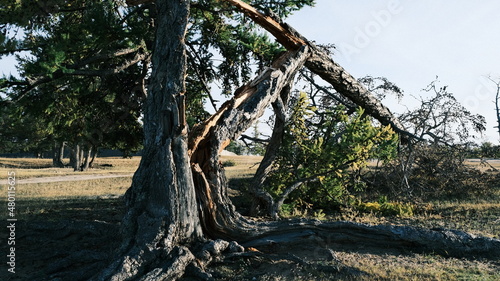 broken tree