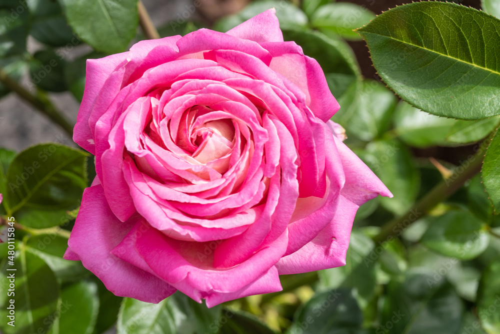Gallic rose Gallic rose