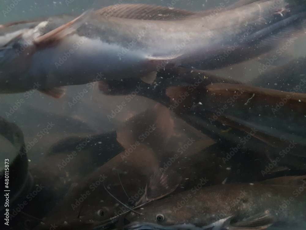 Fototapeta premium underwater of catfish on the river