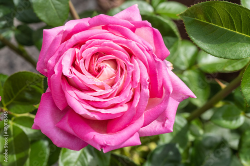 Gallic rose photo