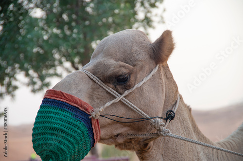 Portrait of a camel wearing a protective mask