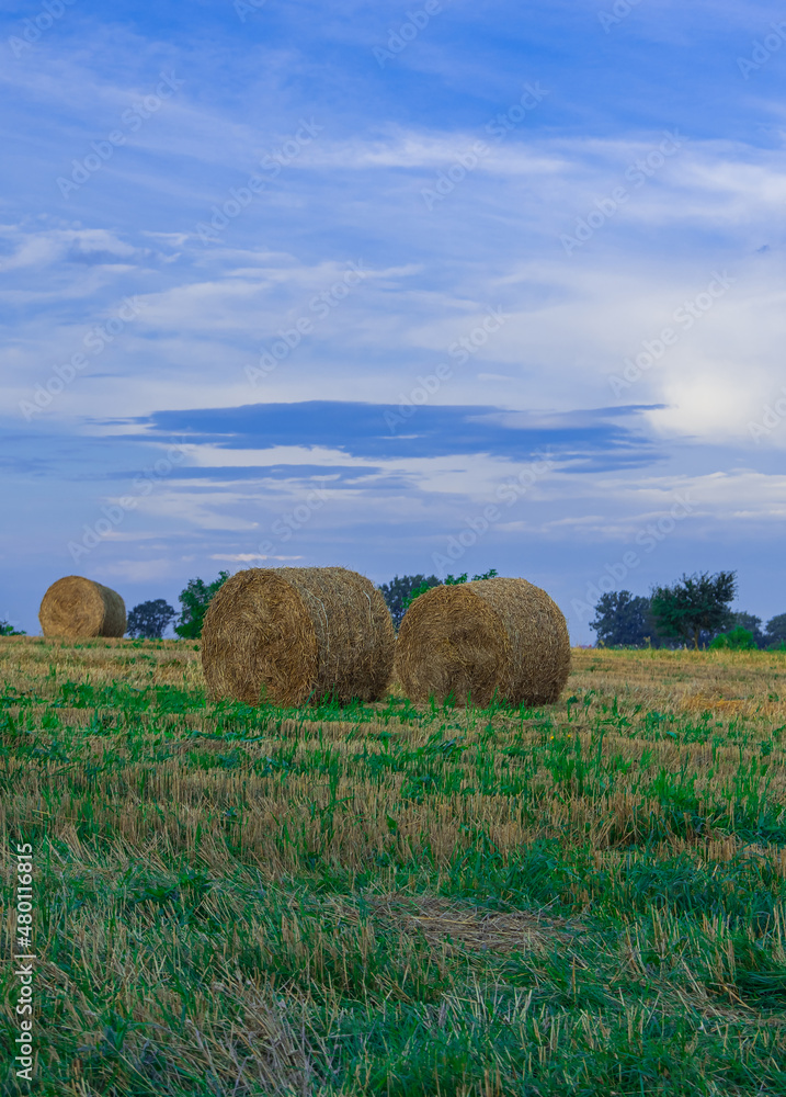 harvest season stack of hay agricultural field scenic view vertical photography of August