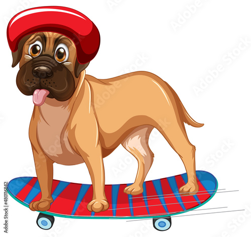 Boxer dog wears helmet standing on skateboard