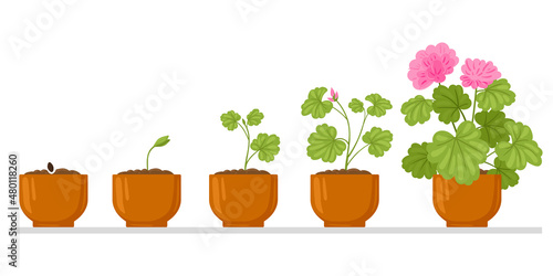 Cartoon plant growth process, flower seed, sprout growing into flower. House potted plant growth phases isolated vector illustration. Flower growth cycle