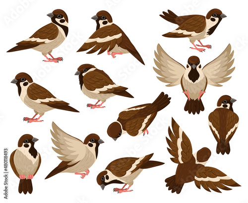 Cartoon sparrow bird  cute little flying bird character. Tiny city sparrow birds isolated vector illustration set. Sparrow bird