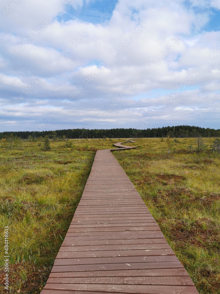 A deck of brown planks over a swamp with yellowed grass, stretching far away to the forest, against the background of a sky with clouds. A deck of brown planks over a swamp with yellowed grass, stretching far away to the forest, against the background of a sky with clouds.