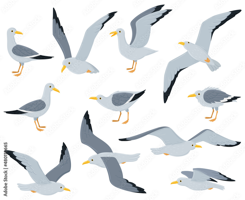 Obraz premium Cartoon seagull birds, sitting, flying and walking gulls birds. Marine seabird, atlantic gulls characters isolated vector illustration set. Seagull bird
