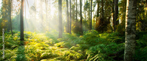 Fotografia Beautiful sunny morning in the forest