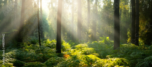 Fototapeta Naklejka Na Ścianę i Meble -  Beautiful sunny morning in the forest