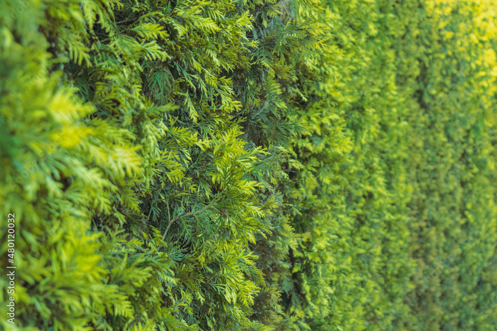 A hedge of leaves. A fence consisting of shrubs.