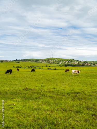 Cows grazing in a grass field in the eastern cape village khayelitsha South Africa