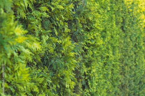 A hedge of leaves. A fence consisting of shrubs.