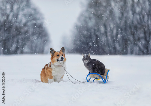 fluffy friends dog corgi carries a striped cat on a sled