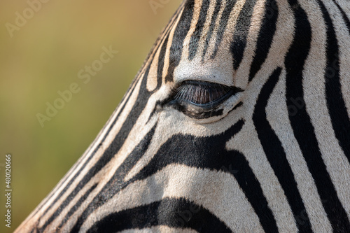 Zebra staring into the abyss while grazing