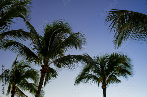 palm tree on sky