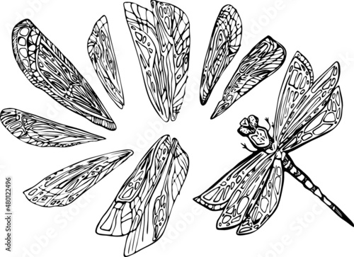 dragonfly linear simple drawing with different variants of wings. hand drawn illustration of an animal, insect for design. black outline for coloring. Logo illustration with small details.