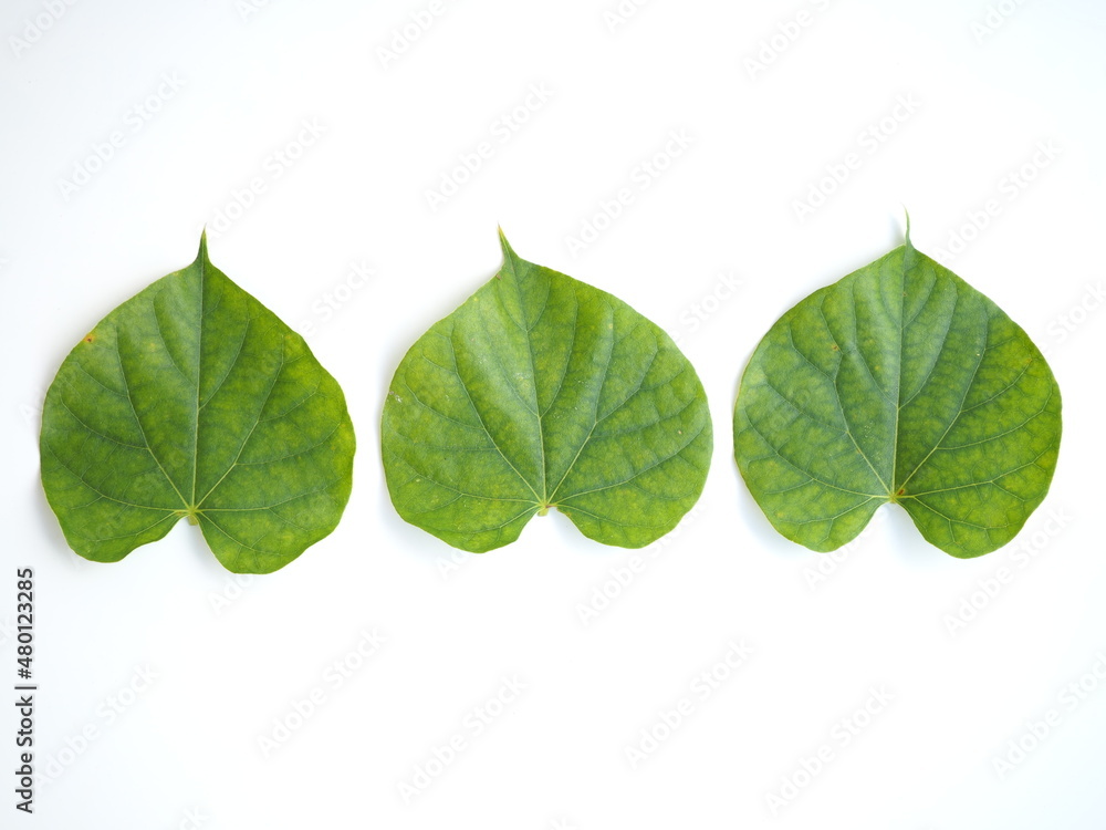 Fototapeta premium Tinospora Cordifolia leaf isolated on white background. top view photo, blurred.