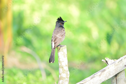 Red-vented Bulbul - Pycnonotus cafer photo