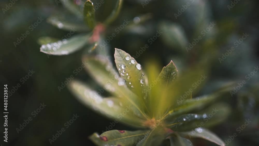 Water droplets on leaf in forest. Water droplets on leaf in forest.