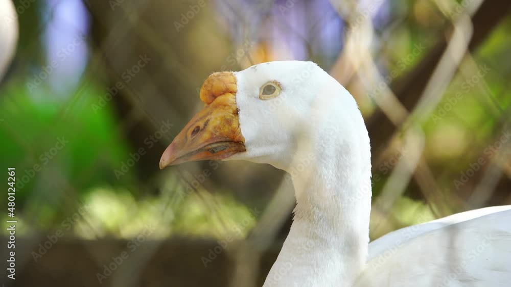 Close up shot of a beautiful white goose on a bright sunny day in a farm with blur nature background. Close up shot of a beautiful white goose on a bright sunny day in a farm with blur nature background.