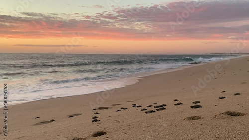 Baby leatherback turtles crawl towards the sunset in Mexico. photo