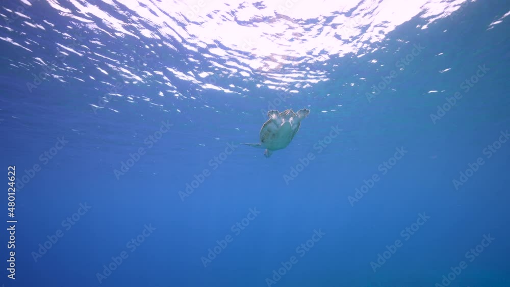 Seascape with Green Sea Turtle in the coral reef of Caribbean Sea, Curacao Seascape with Green Sea Turtle in the coral reef of Caribbean Sea, Curacao