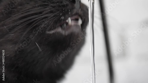 a black cat drinks filtered tap water. water drops on the moustache close up