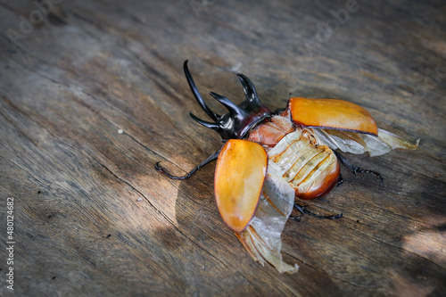 Close up of Five-horned rhinoceros beetle on wood with copy space photo