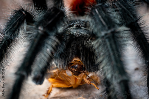 Argentinian black tarantula grammostola iheringi
