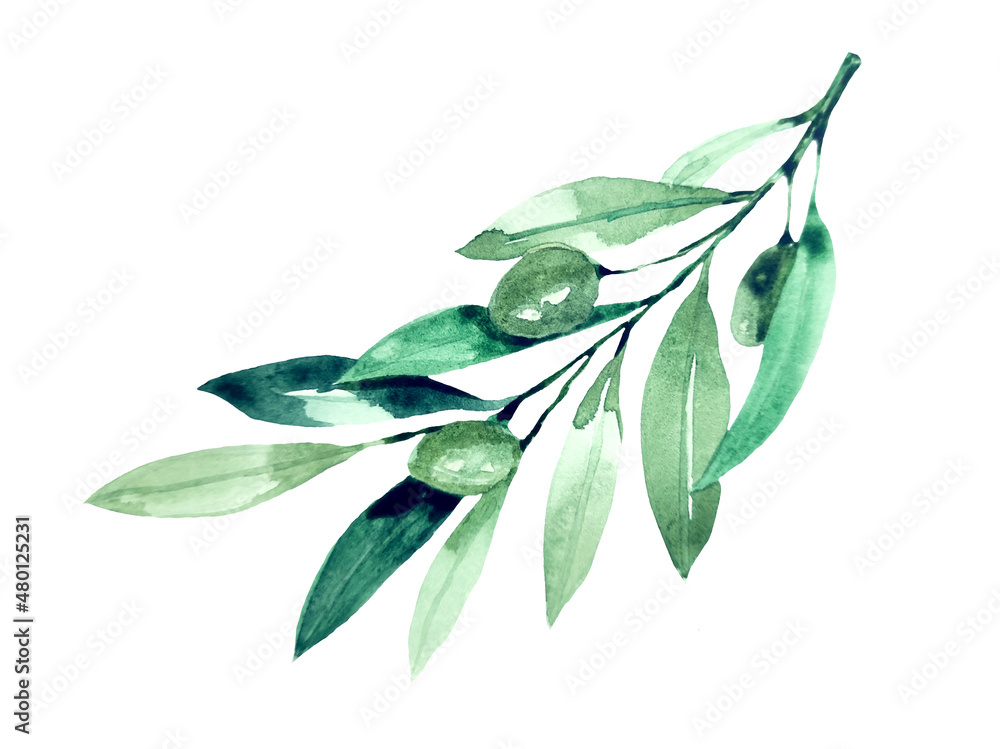 Watercolor olive branch isolated on white background. Stock ...