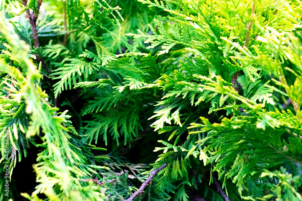 flowerbed with green and red leaves near plants
flowerbed with green and red leaves near plants