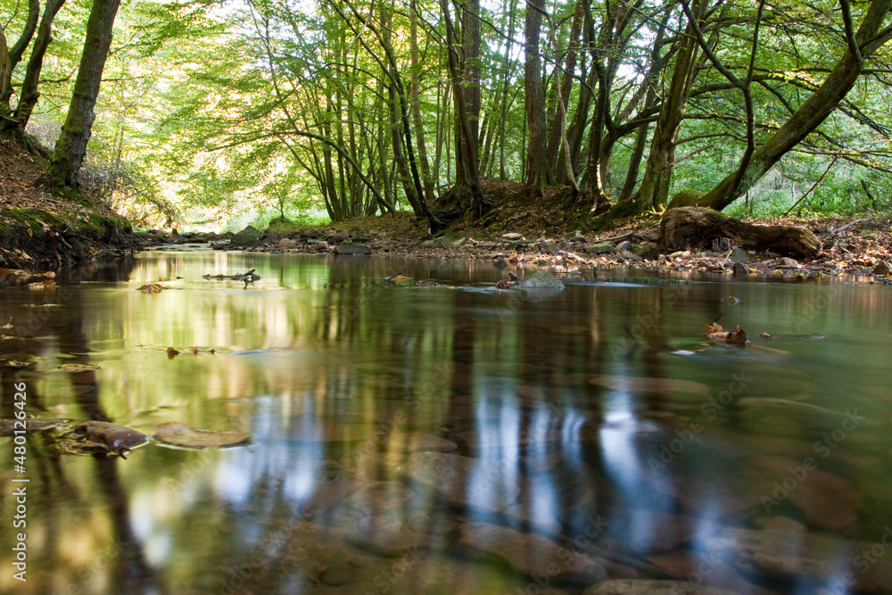 Flusslauf im Wald - Auf Augenhöhe mit der Wasserlinie Flusslauf im Wald - Auf Augenhöhe mit der Wasserlinie