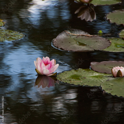 Rosa Seerosen im Teich