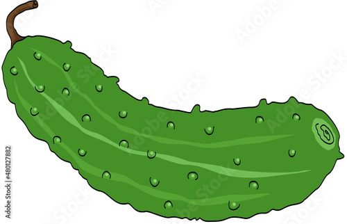 Cucumber vegetable green isolated on white