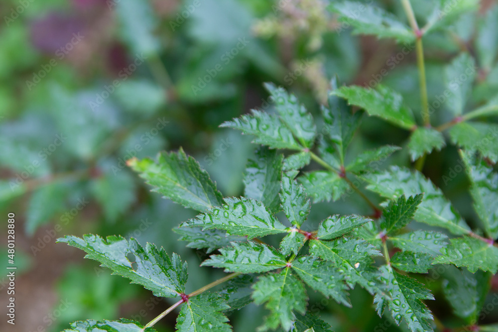 Green leaves of astilbe with rain drops. Growing and caring for plants in the garden. Close-up.