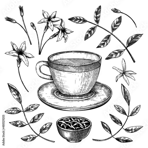 Hand-sketched jasmine tea in a glass mug illustrations. Vector sketch of hot drink in an elegant cup, dried leaves, jasmine blossom. Green Tea drawing for menu design on white