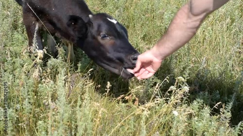 a small black bull licks a man's hand against a background of green grass