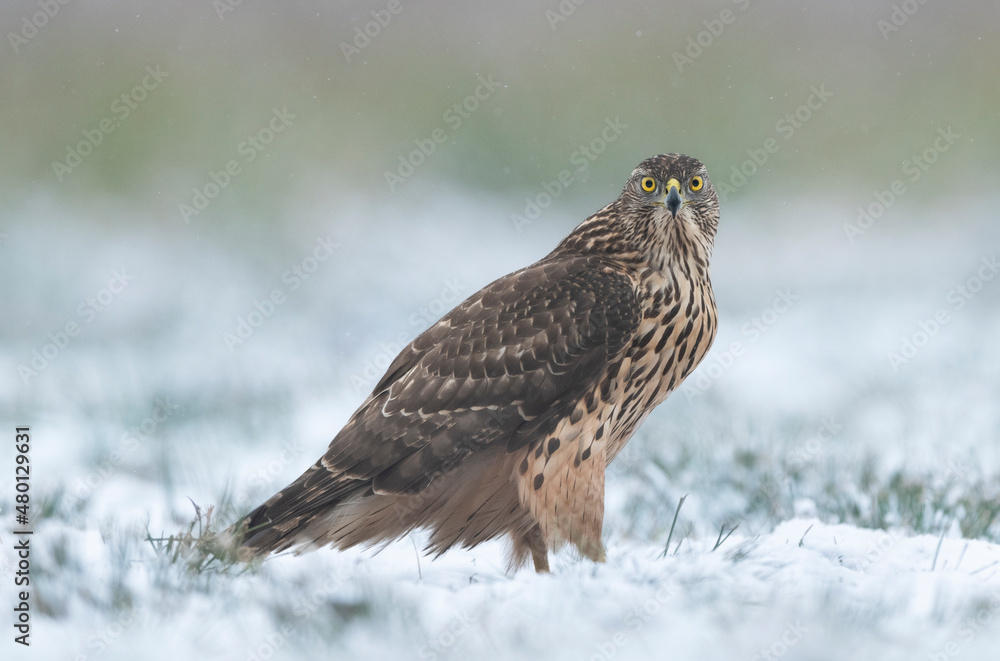 Northern goshawk bird ( Accipiter gentilis ) Northern goshawk bird ( Accipiter gentilis )