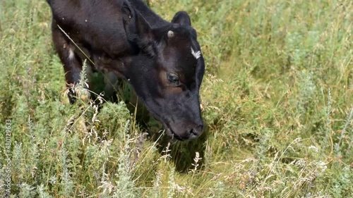 a black calf is licking your hand in the meadow.