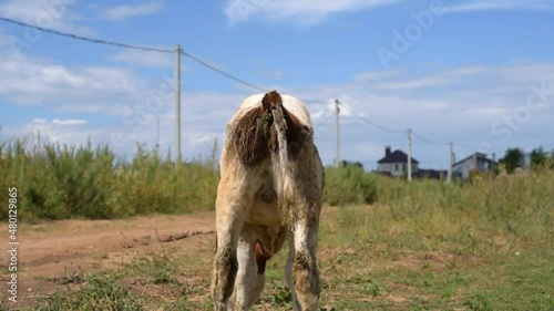 a grazing calf on the farm poops. the view from the ass.