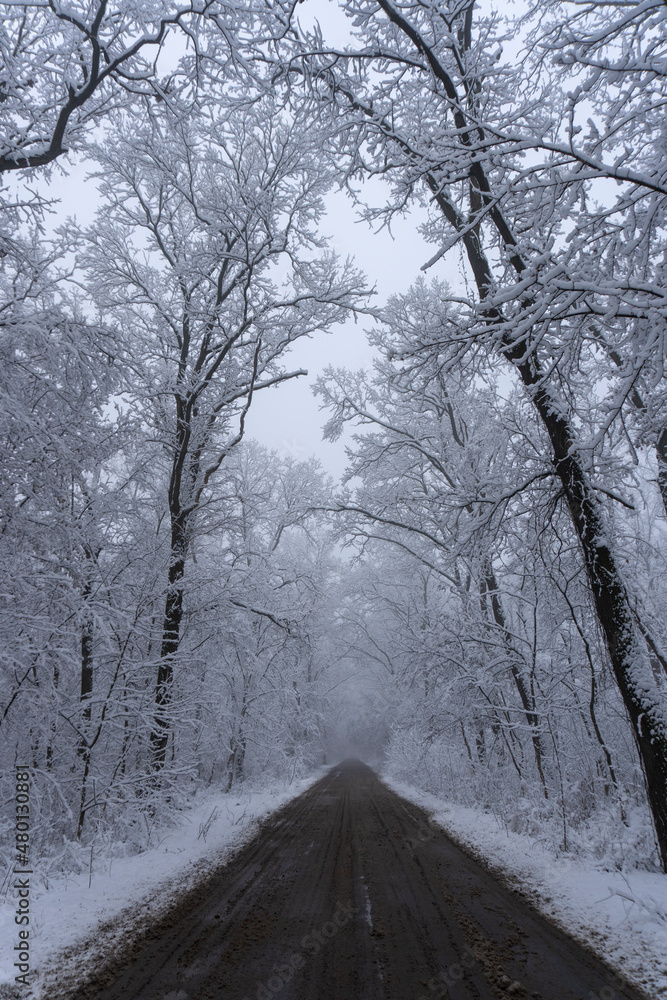 Fototapeta premium Road in the forest winter time snow scene