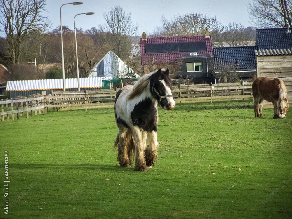 Horse Beautiful Ranch Nature Cute Animal Horses Barn Horses Pony Horse Beautiful Ranch Nature Cute Animal Horses Barn Horses Pony