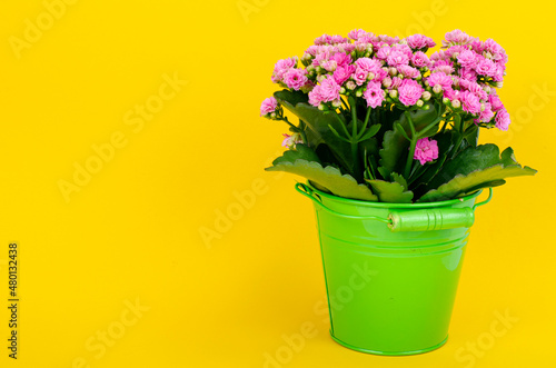 Bouquet of pink sedum in decorative basket. Studio Photo